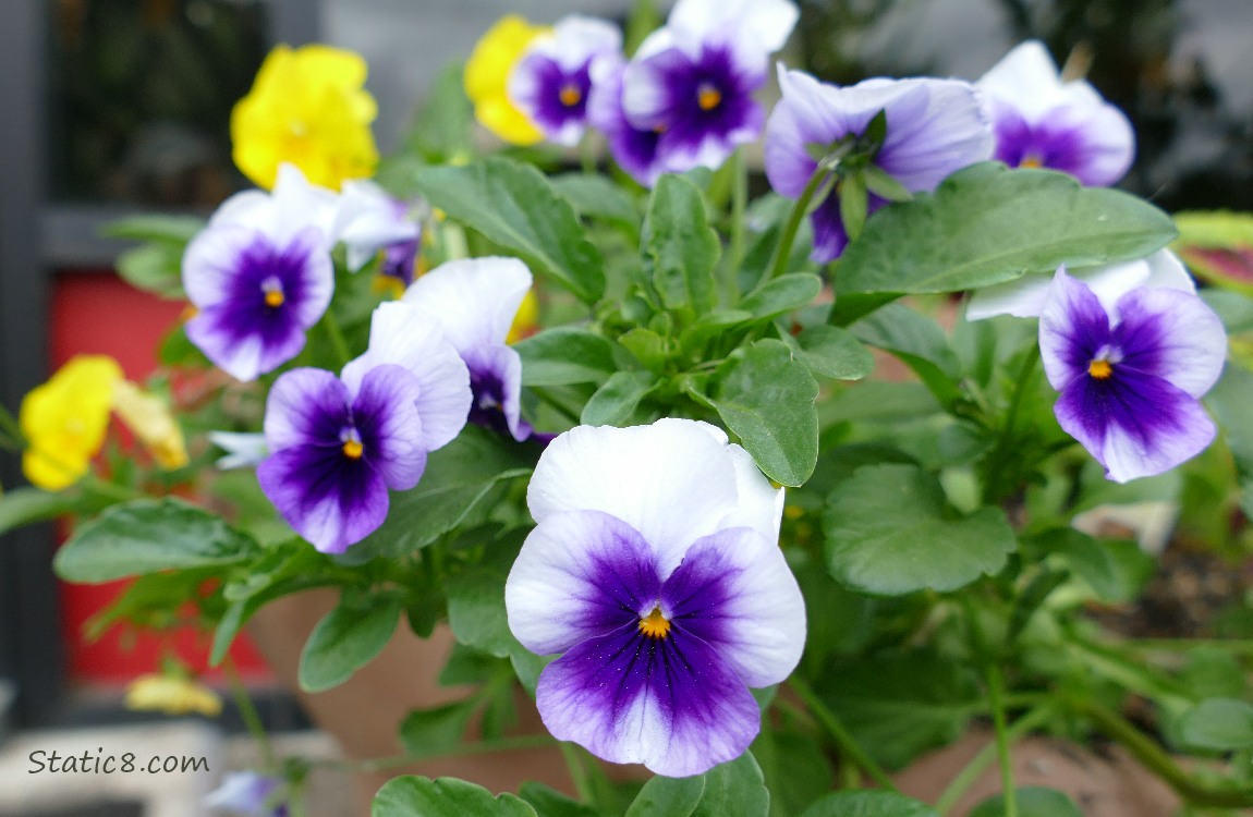 Bicolour purple and white pansy blooms with yellow pansy blooms