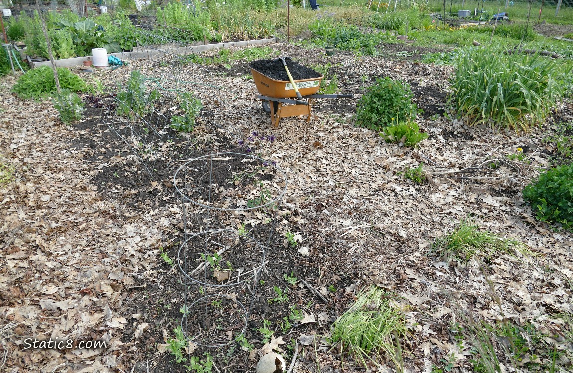 Wheelbarrow in a garden plot