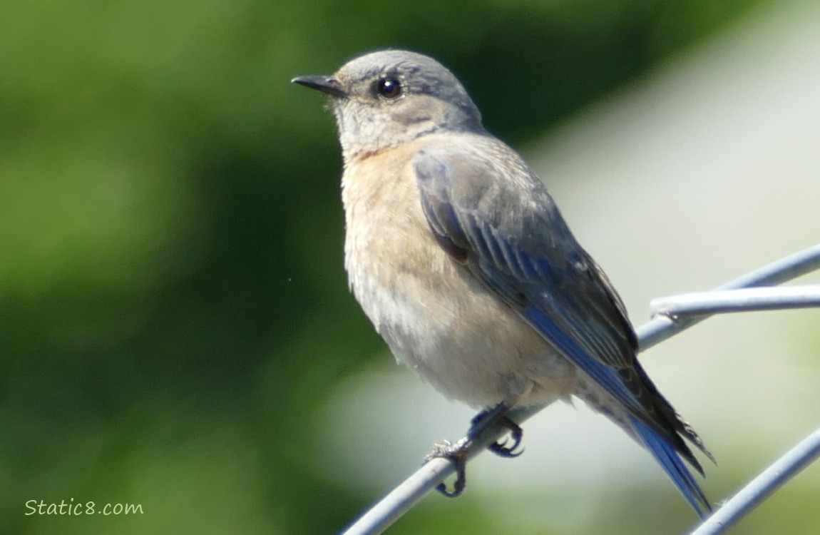 Bluebird standing on a wire trellis, green in the background