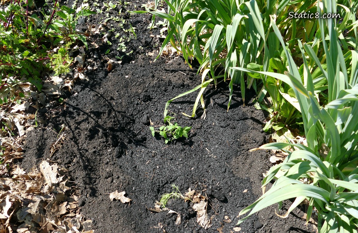 garden plot