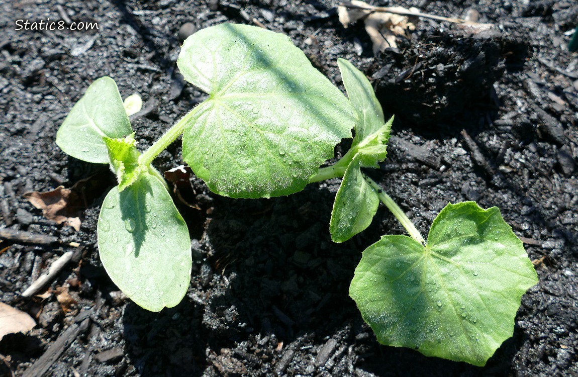 Cucumber seedlings growing in the dirt