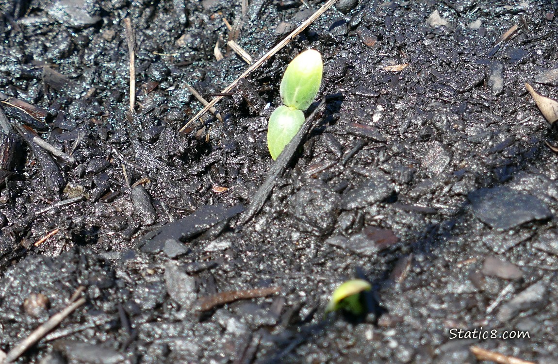 Seedlings coming up in the dirt