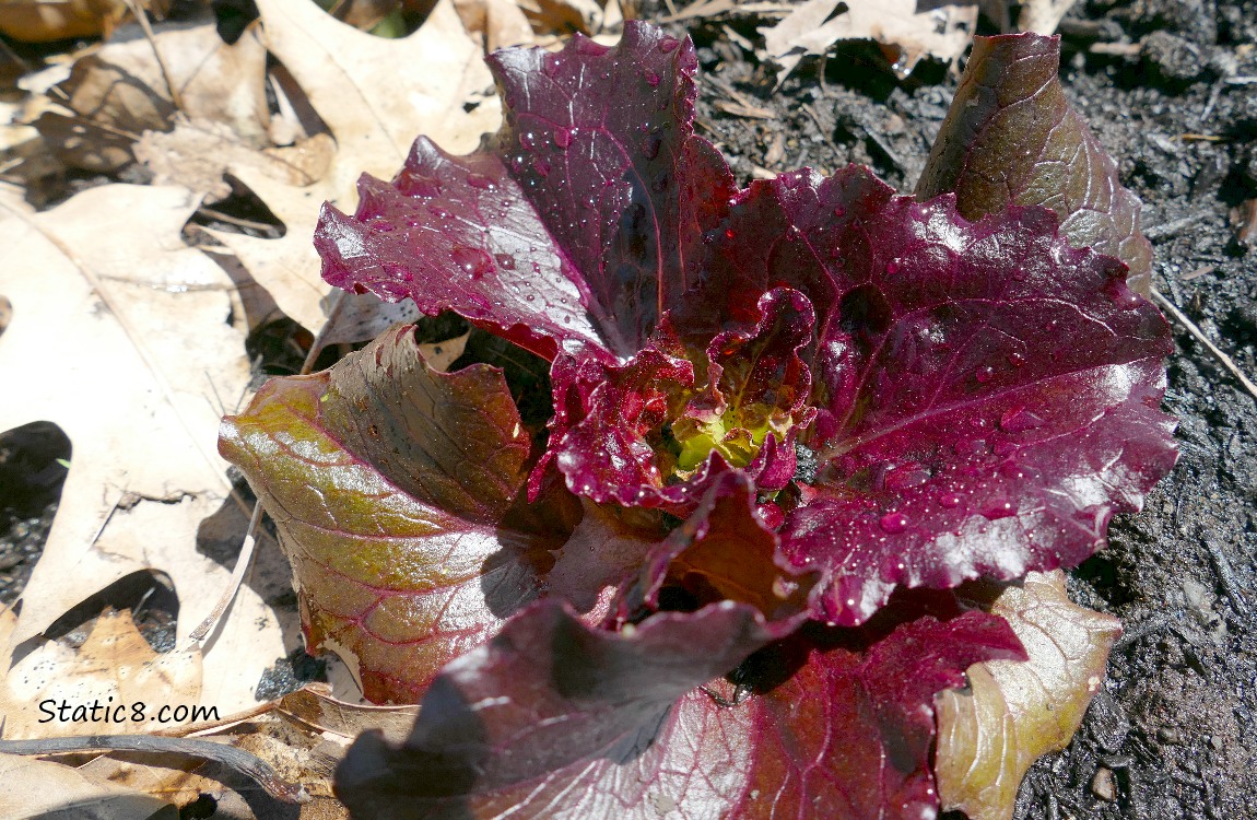 Purple Lettuce plant growing in the dirt