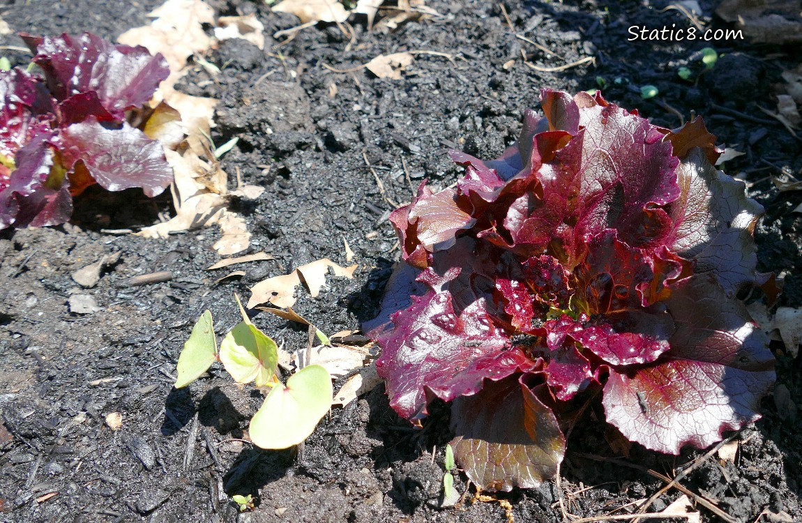 Purple Lettuces growing in the dirt