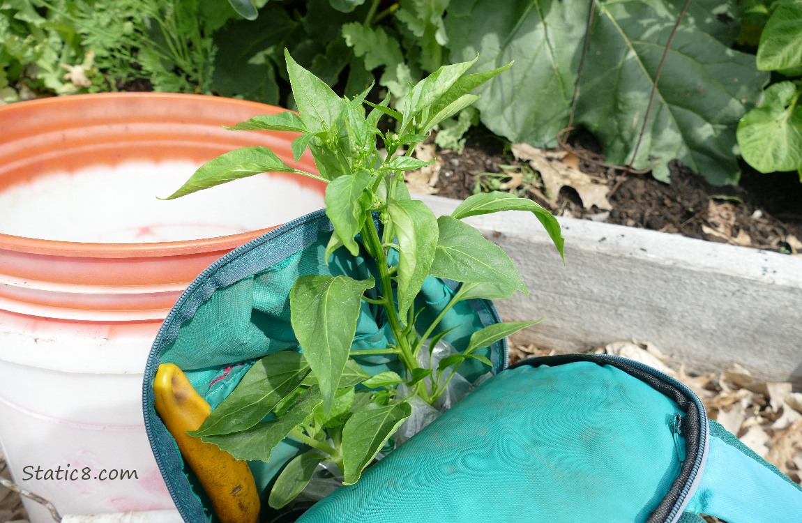 Blue backpack with a pepper plant in it