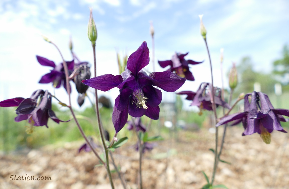 Purple Columbine blooms