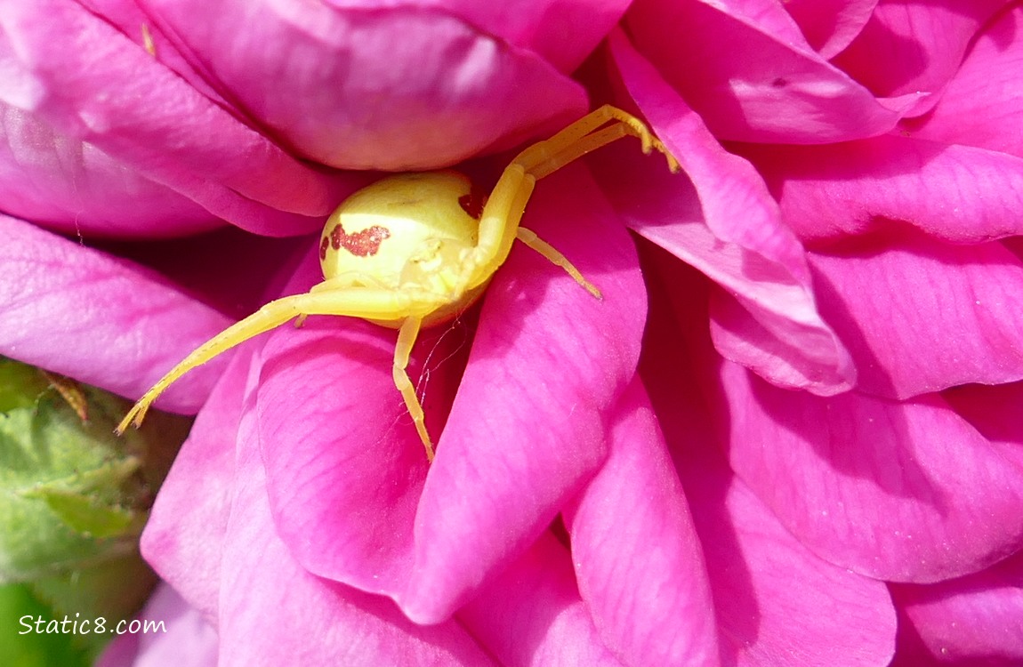 Crab Spider in a magenta rose bloom