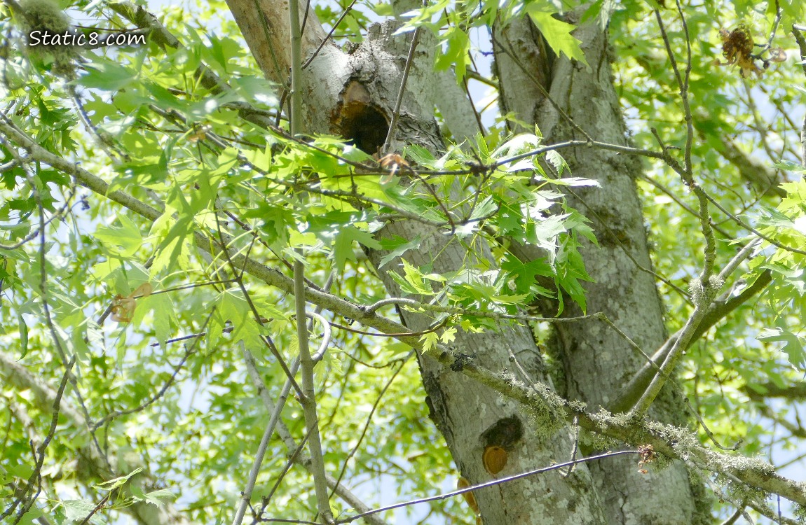 Tree trunk with two woodpecker nest holes