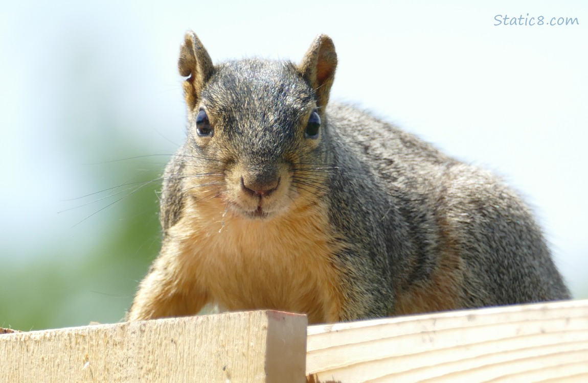 Squirrel standing on a wood fence
