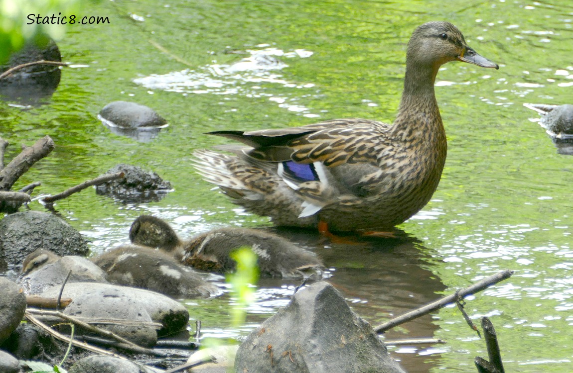 Mama Mallard standing in shallow water, with two ducklings 