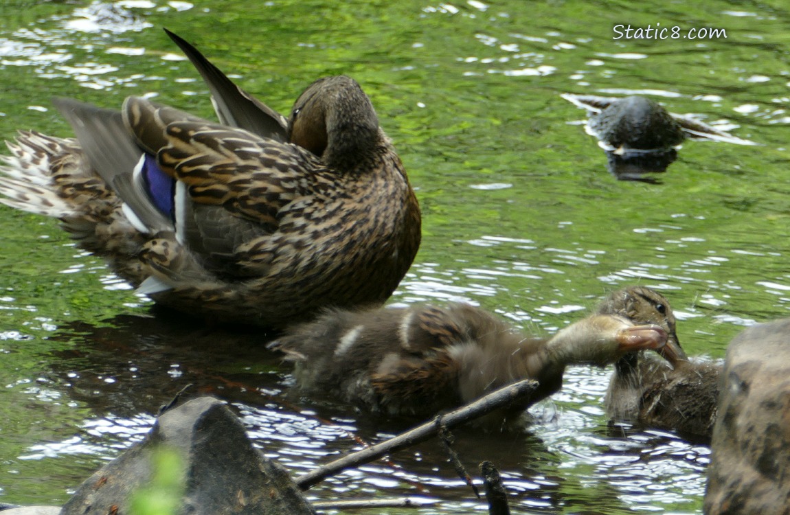 Preening Mama Mallard with two ducklings