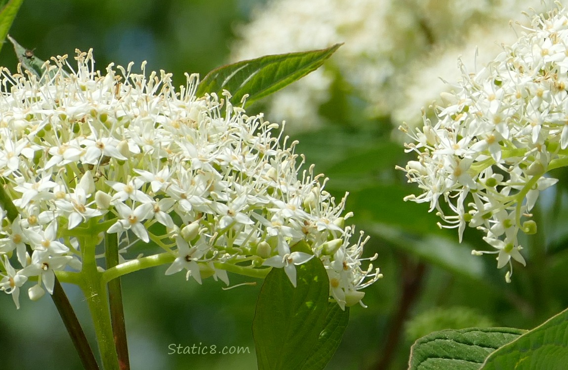Close up of Red Osier Dogwood blooms