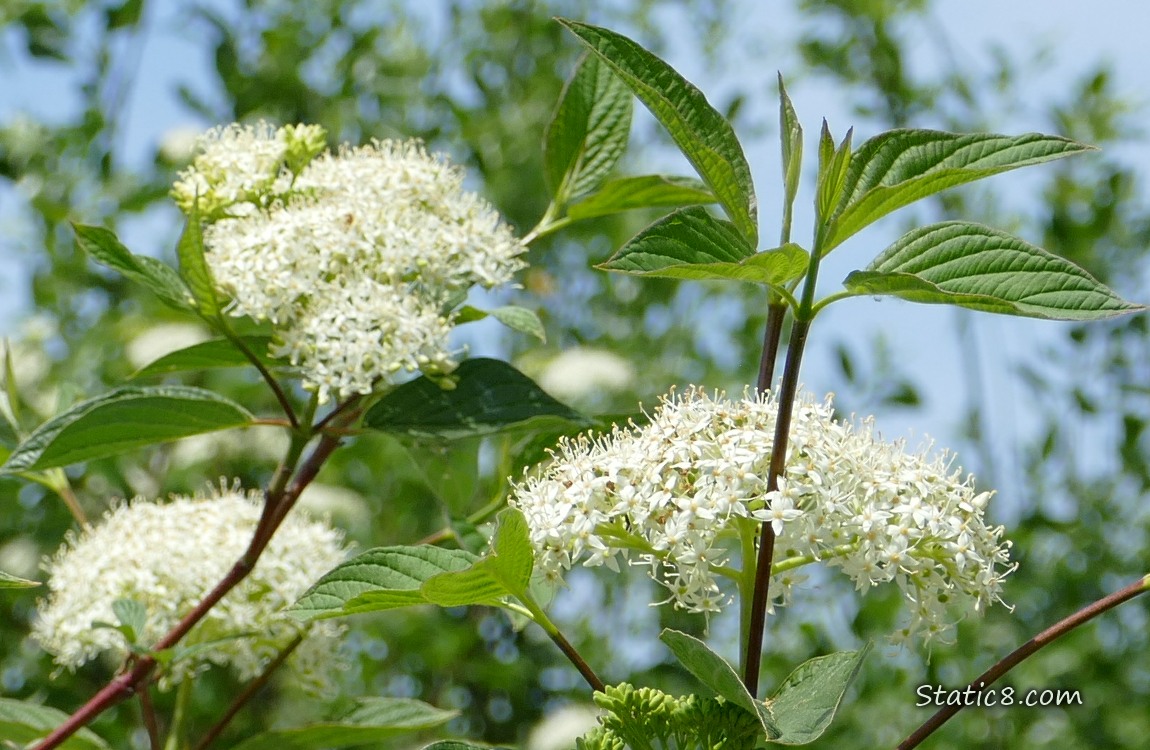 Red Osier Dogwood blooms with a blue sky