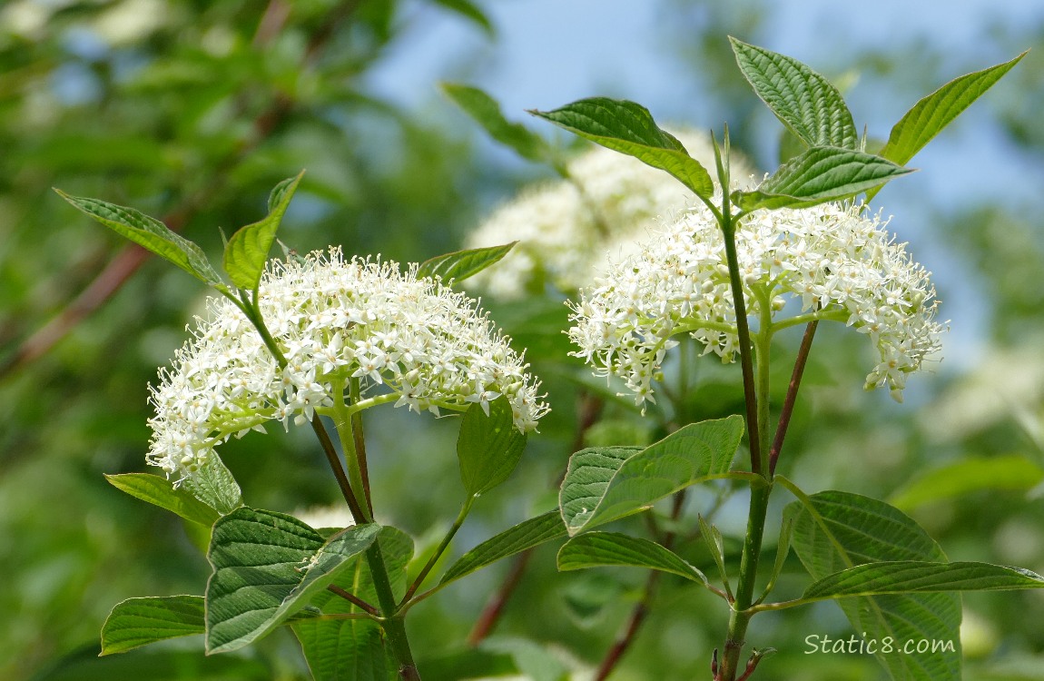 Red Osier Dogwood blooms with a blue sky