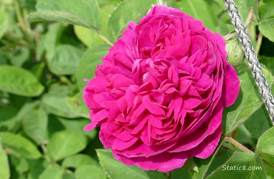 Dark magenta rose blossom surrounded by green leaves