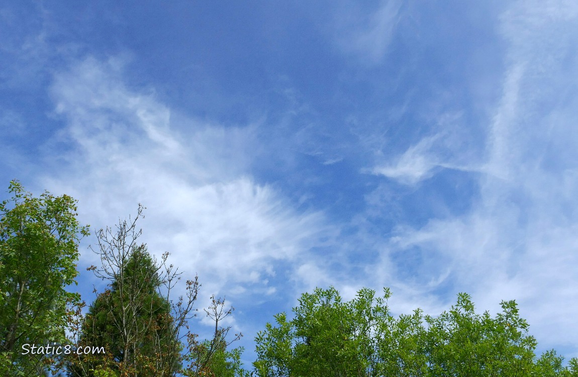 Blue sky with cirrus clouds over green trees
