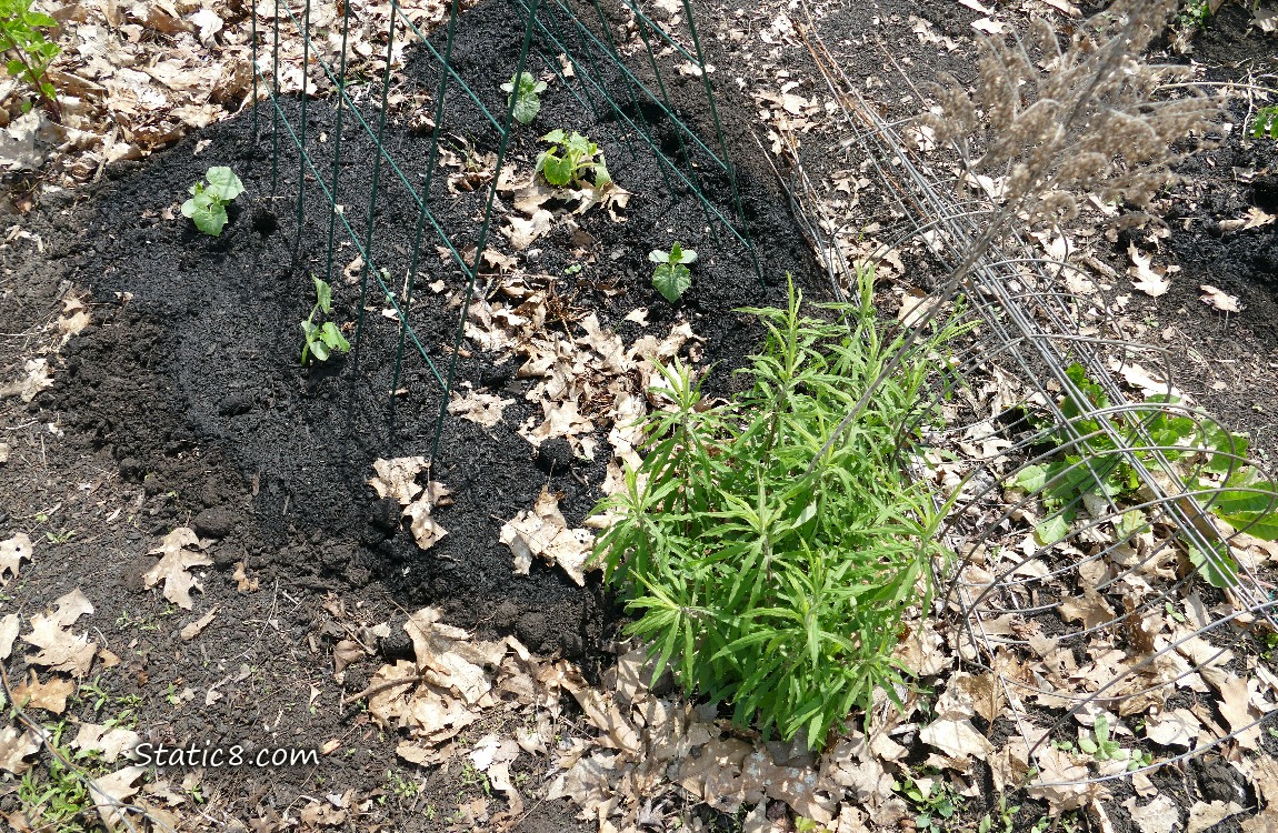 Small Cucumber plants under a green wire trellis with a clump of Goldenrods growing nearby