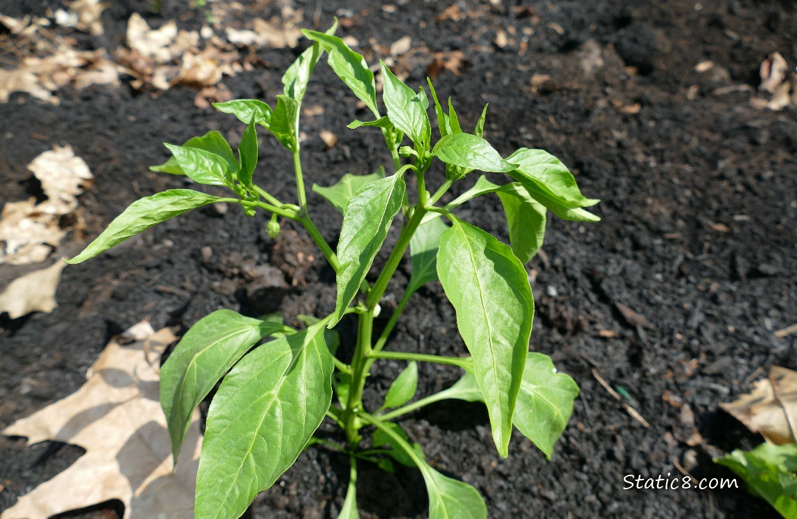 Pepper plant growng in the dirt