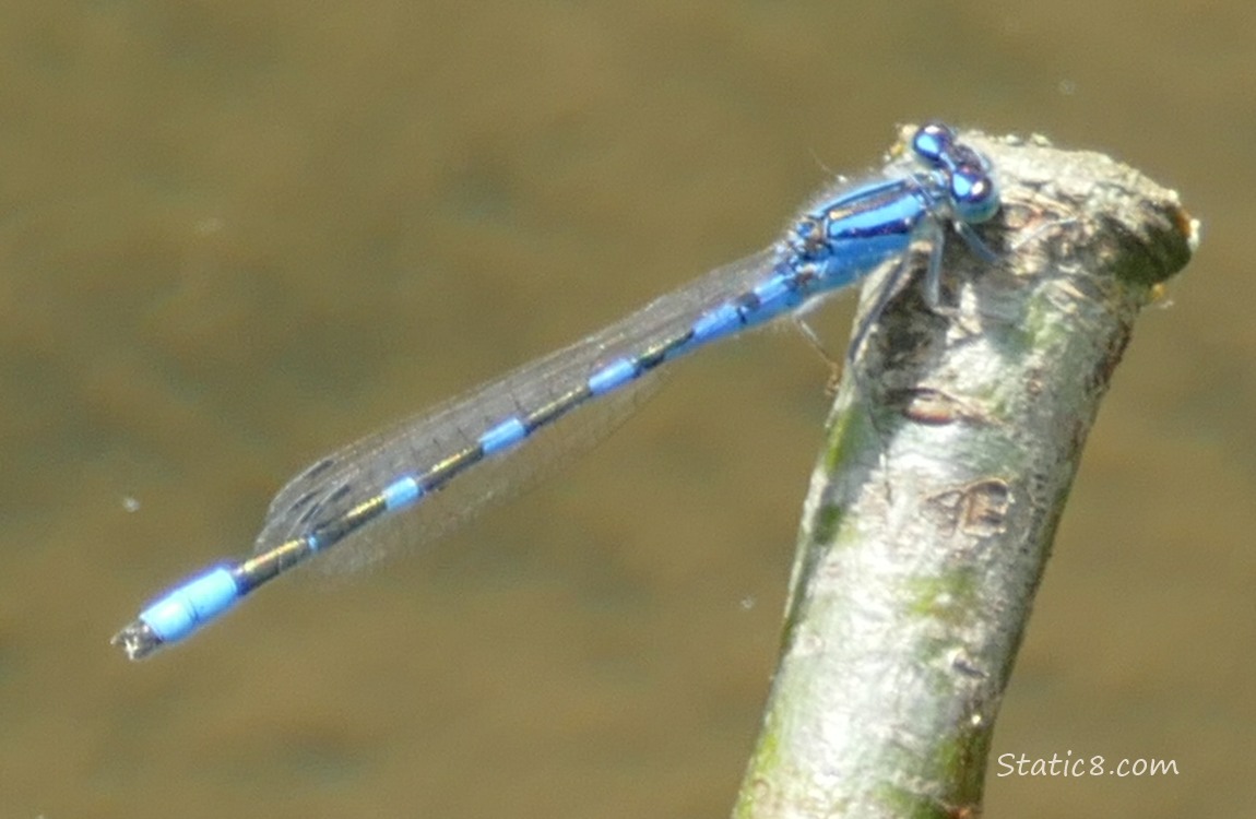 Bluet Damselfly standing on a twig