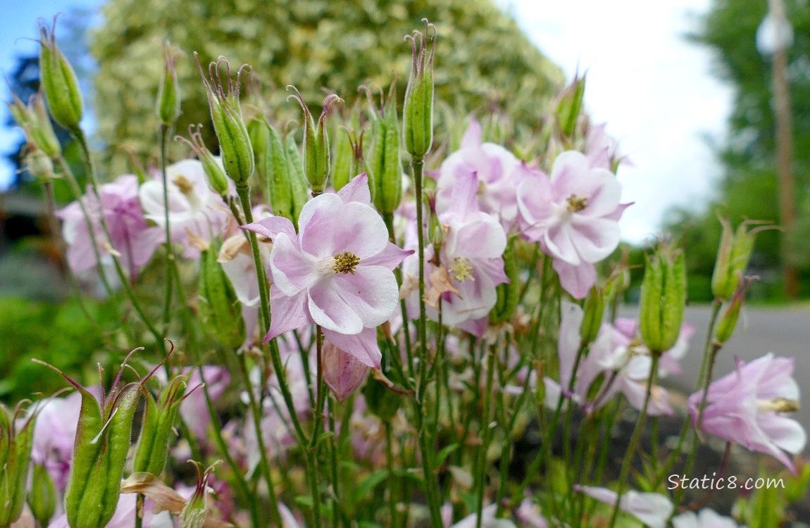 Pink Columbine blooms