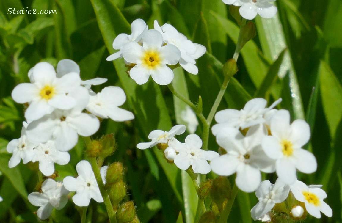 White Forget Me Not blooms