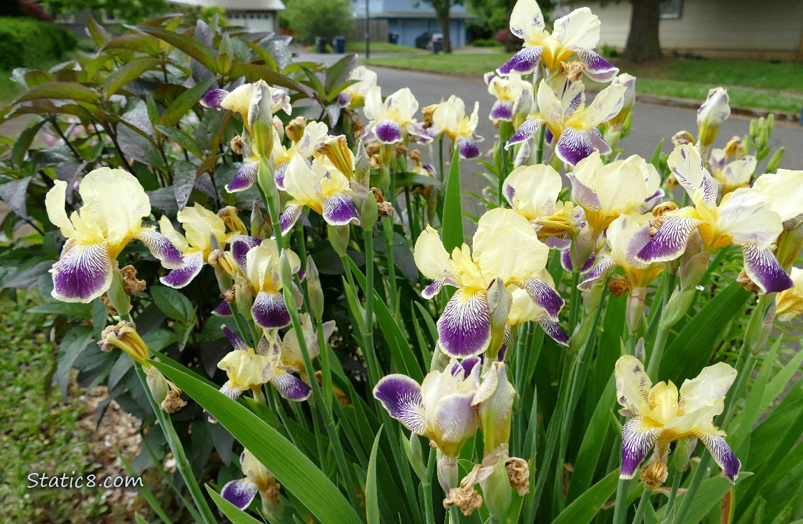 Bicolour yellow and purple Iris blooms