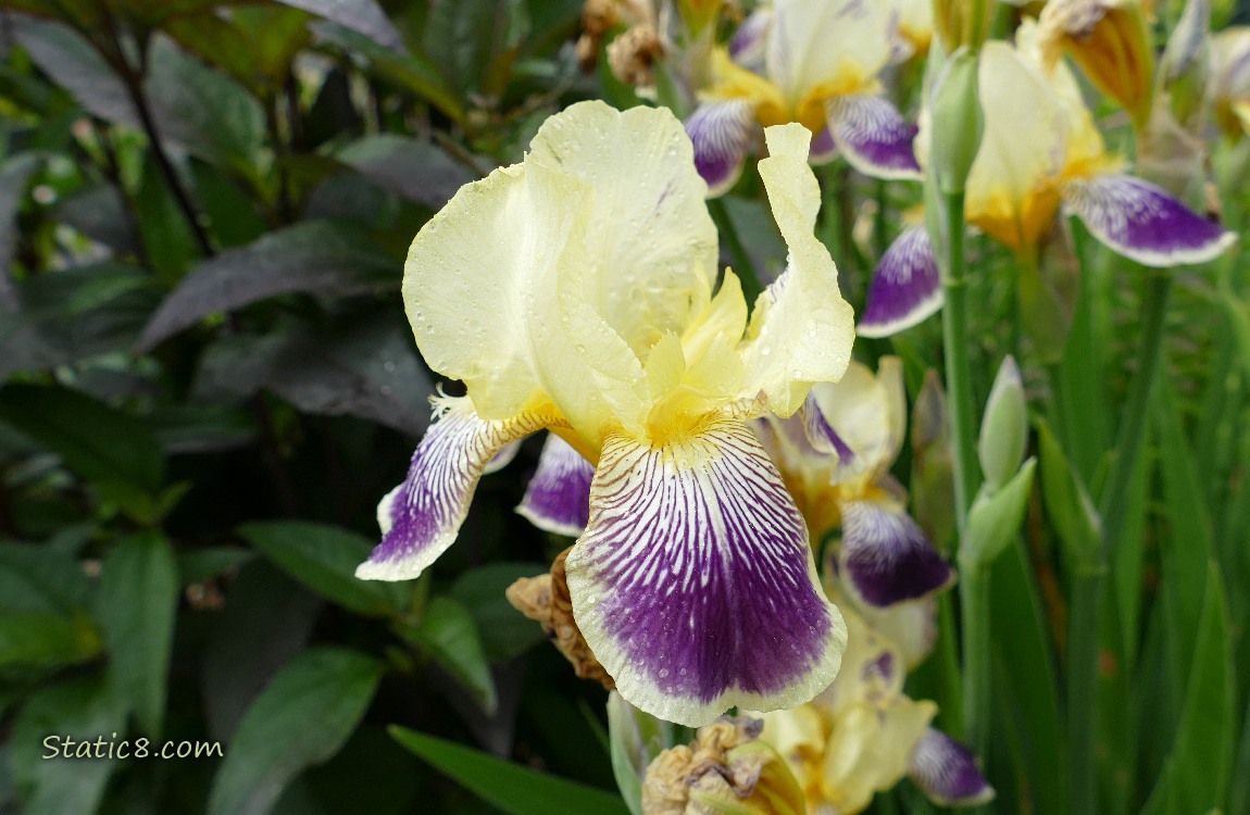 Bicolour yellow and purple Iris blooms