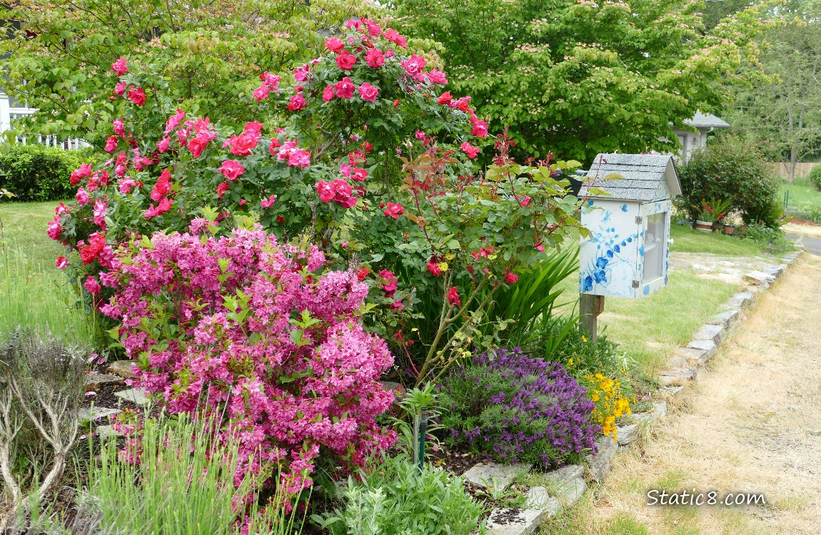 Little Free Library next to a blooming rose bush and rhododendrons