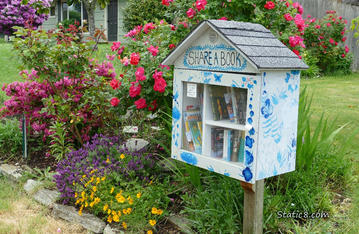 Little Free Library next to a blooming rose bush and rhododendrons