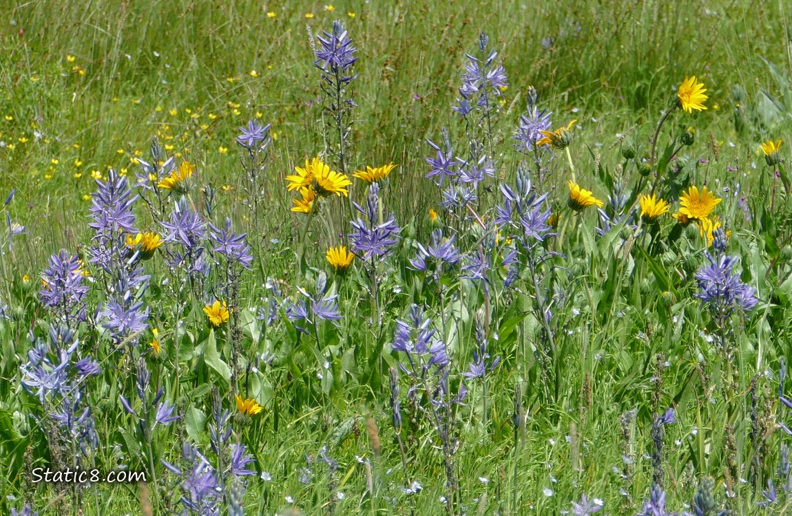 Mule Ear blooms and Camas Lily blooms in the grass