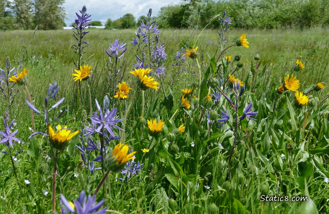 Mule Ear blooms and Camas Lily blooms in the grass