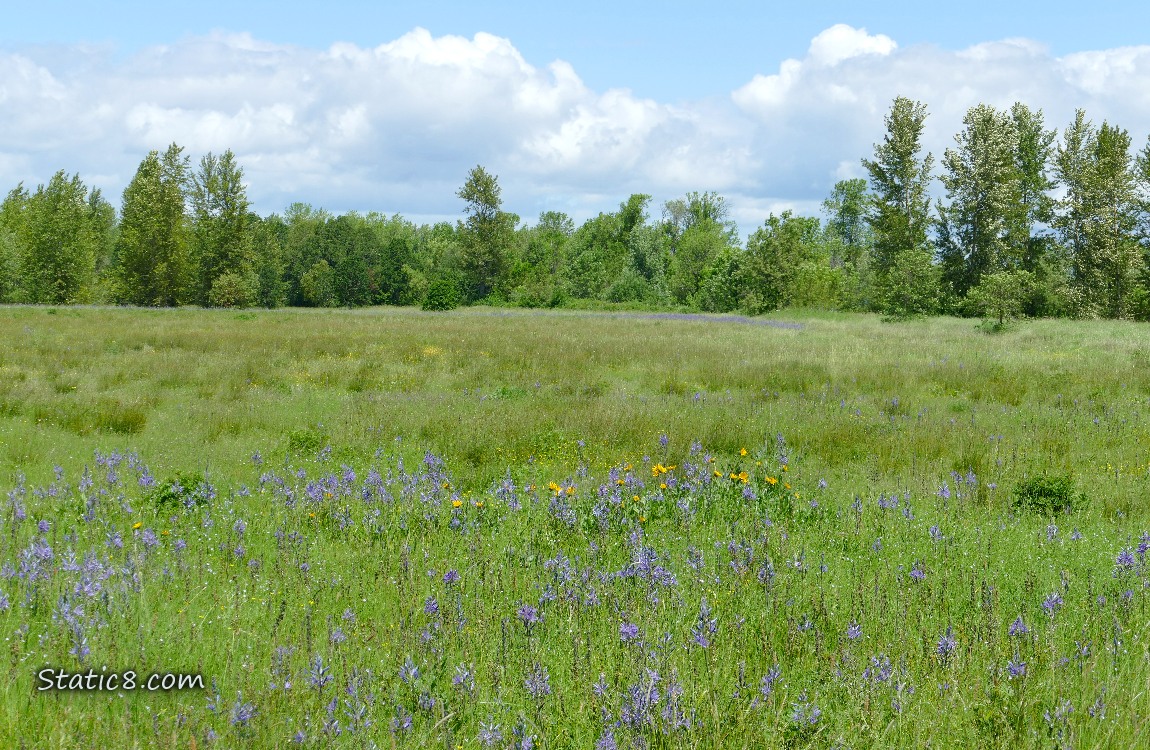 Prairie with purple and yellow blooms and trees in the distance