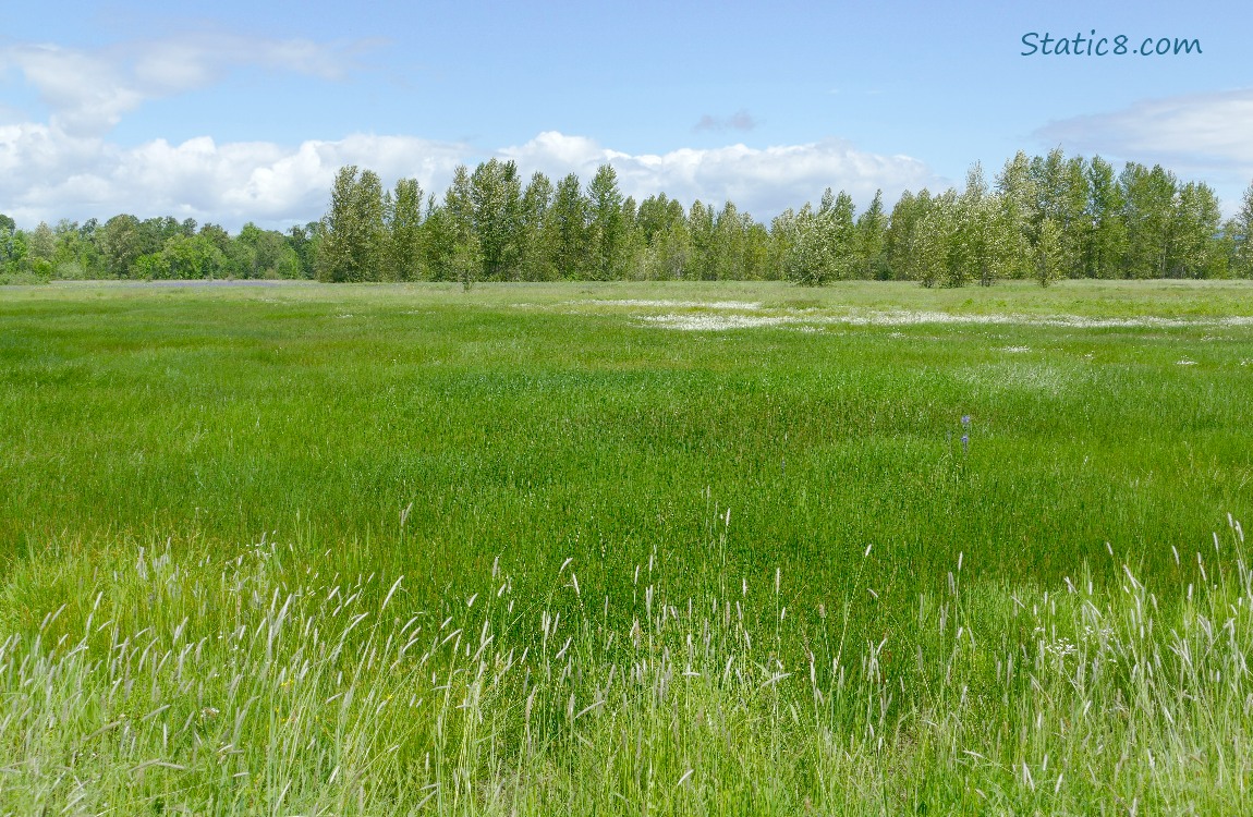 Prairie with trees in the distance and blue sky above