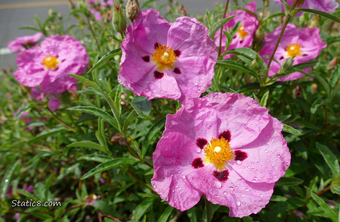Pink Rockrose blooms
