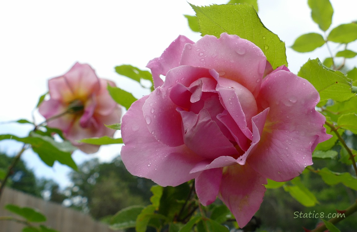 Two pink rose blooms with grey sky above