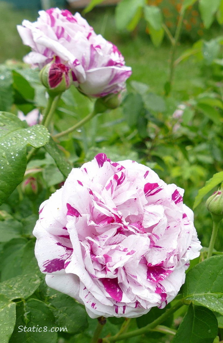 Bicolour striped white and red Rose blooms