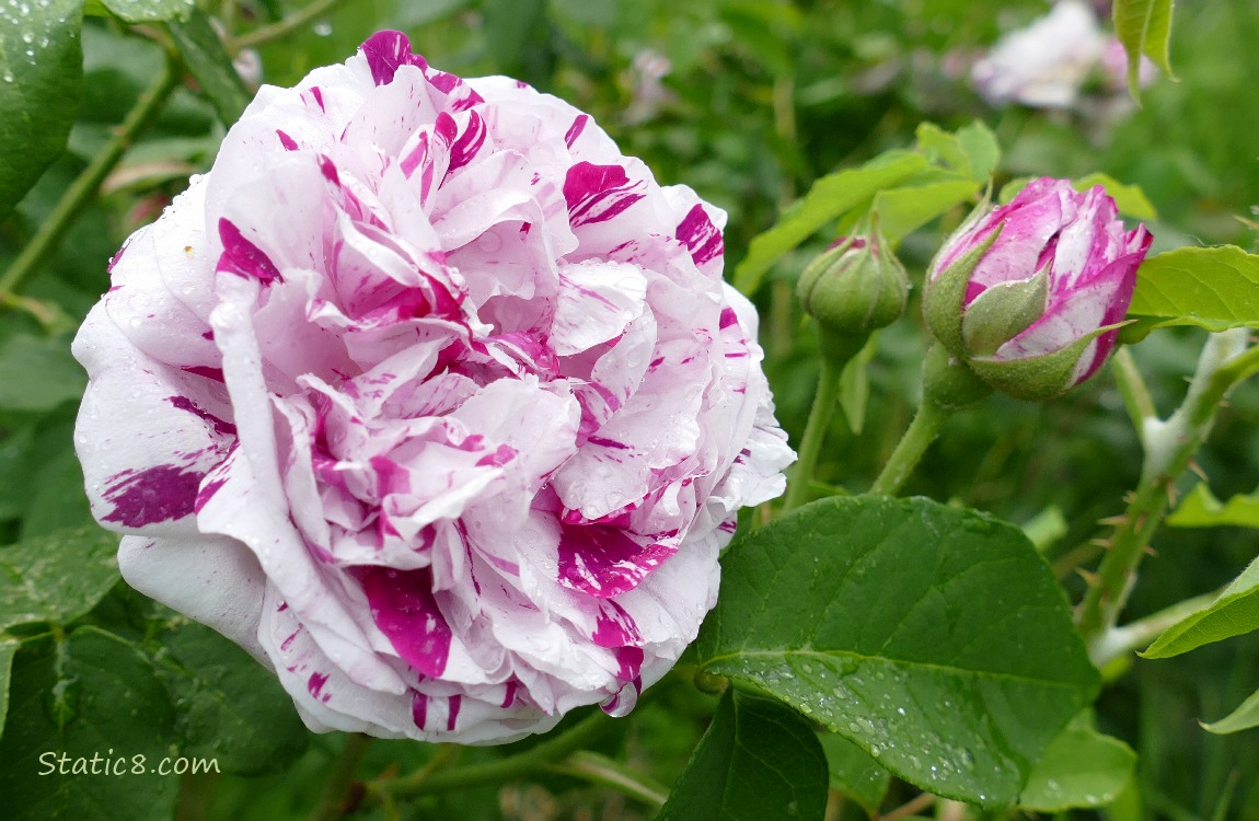 Bicolour striped white and red Rose blooms