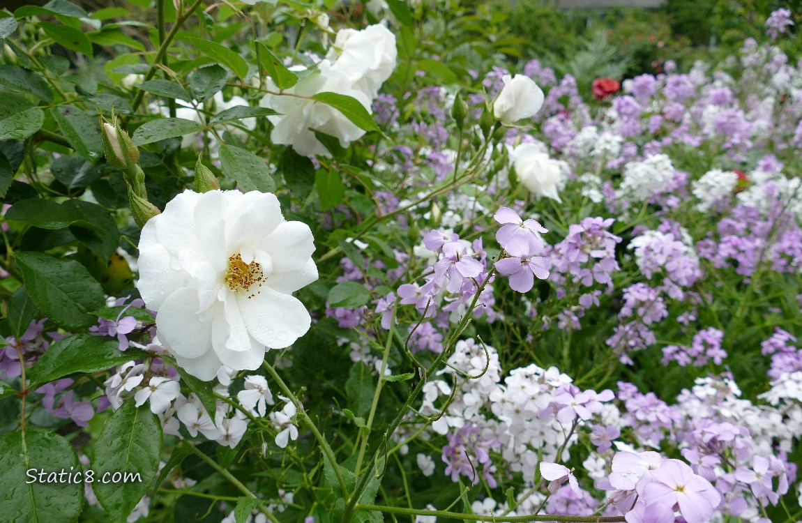 White rose blooms and white and lavender Wallflowers