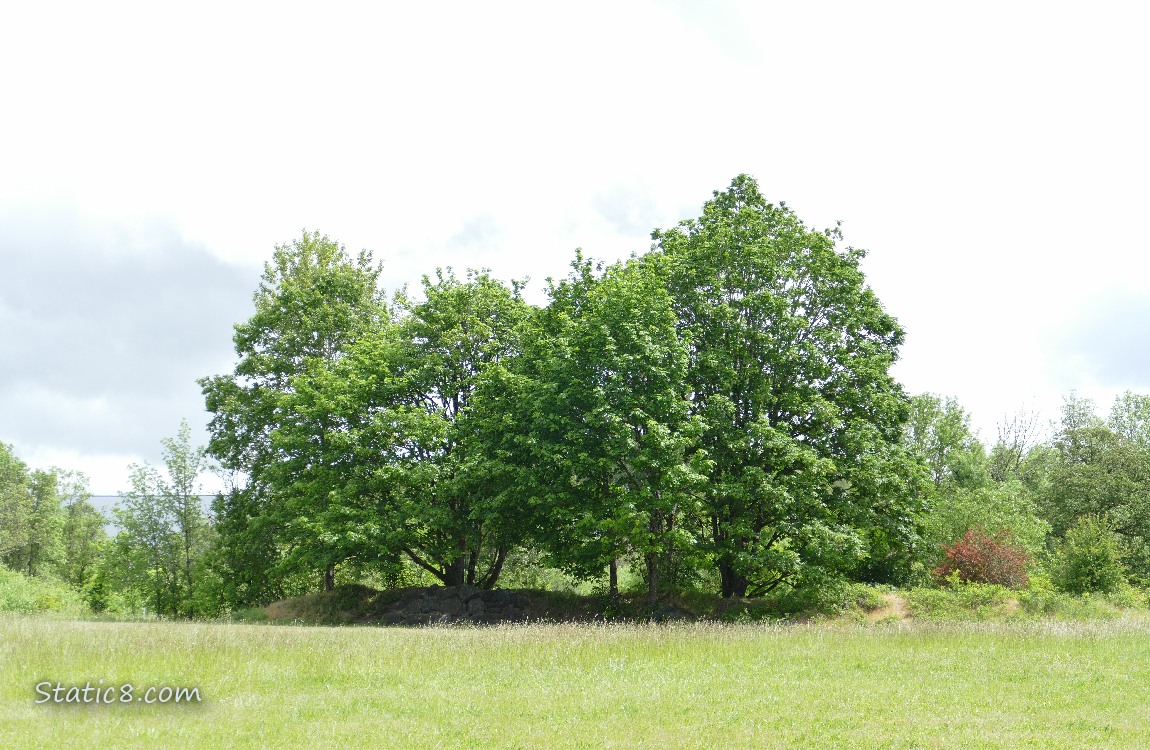 Prairie and trees