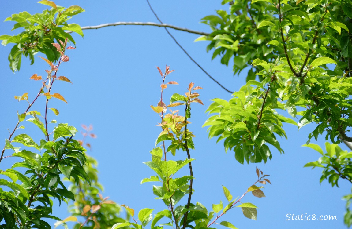 Tree branches with green leaves in front of the blue sky