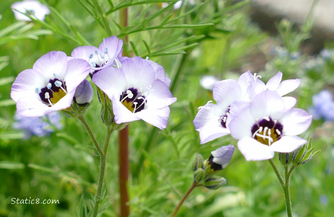 Birds Eye Gilia blooms