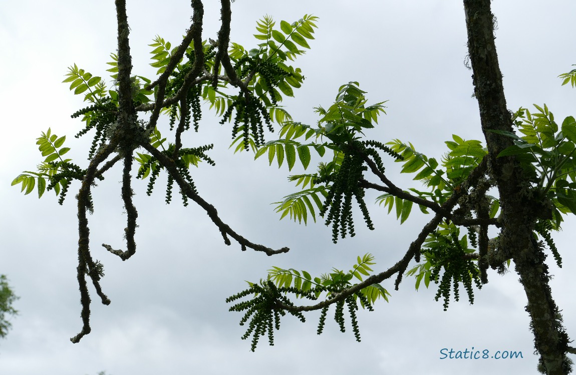 Butternut Walnut leaves and catkins against the grey sky