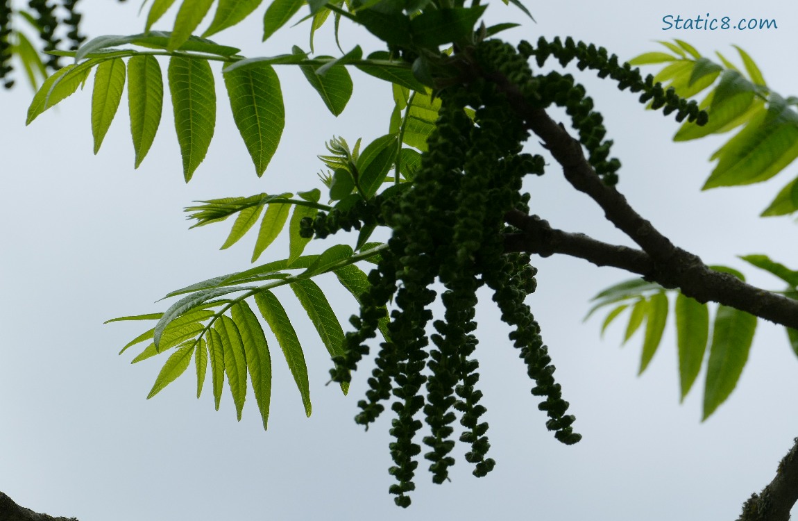 Butternut Walnut leaves and catkins against the grey sky