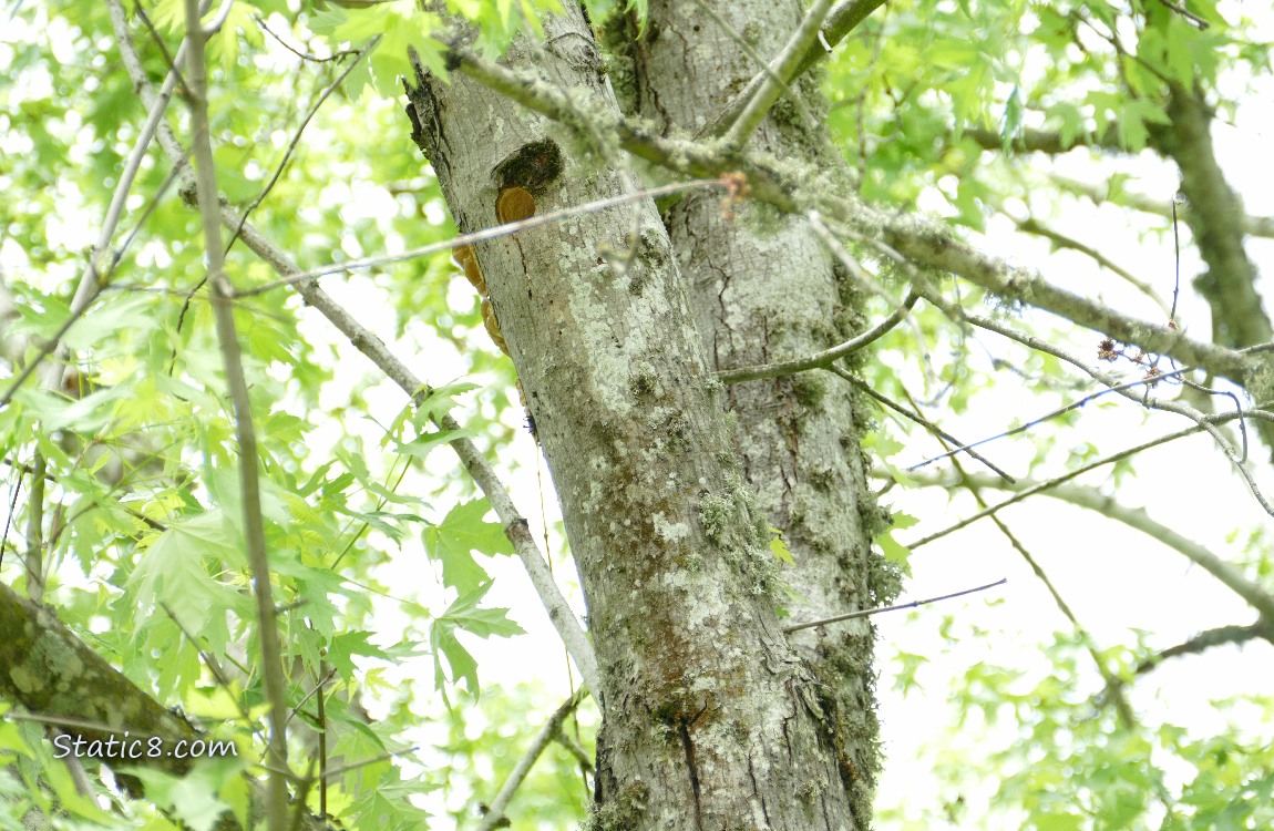 Woodpecker nest hole in a tree trunk