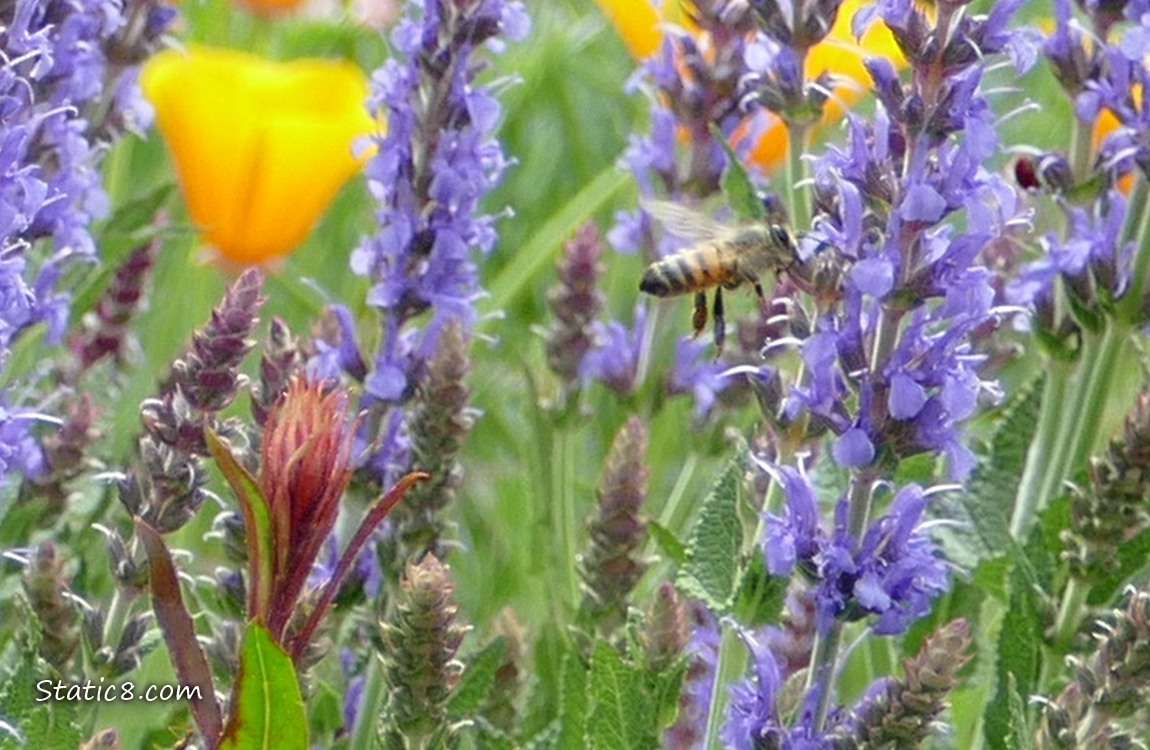 Honey Bee flying near the purple stalk of flowers
