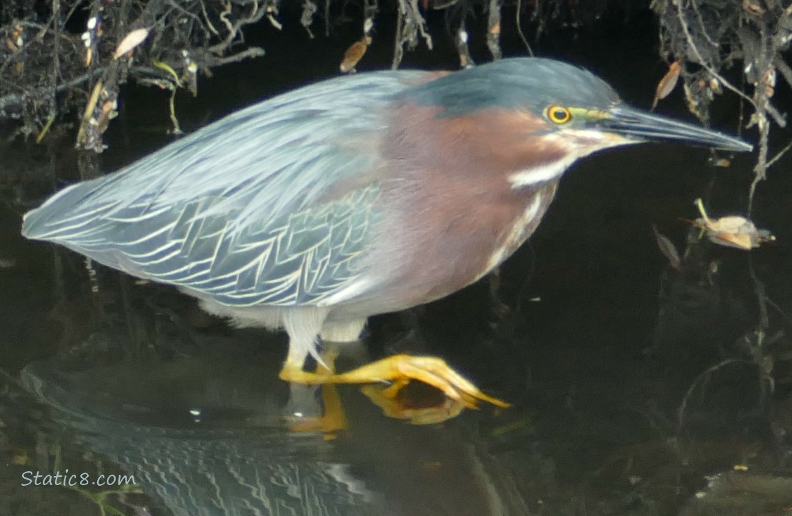 Green Heron walking in shallow water near the bank of the creek