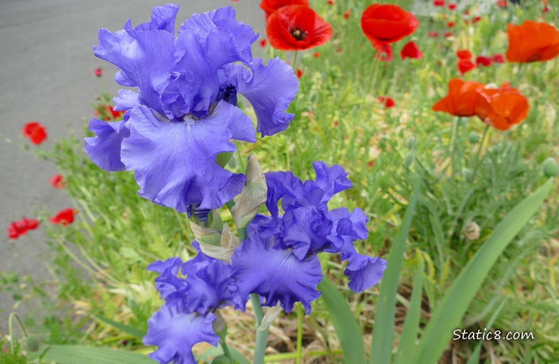 Purple Iris blooms with red Poppy blooms