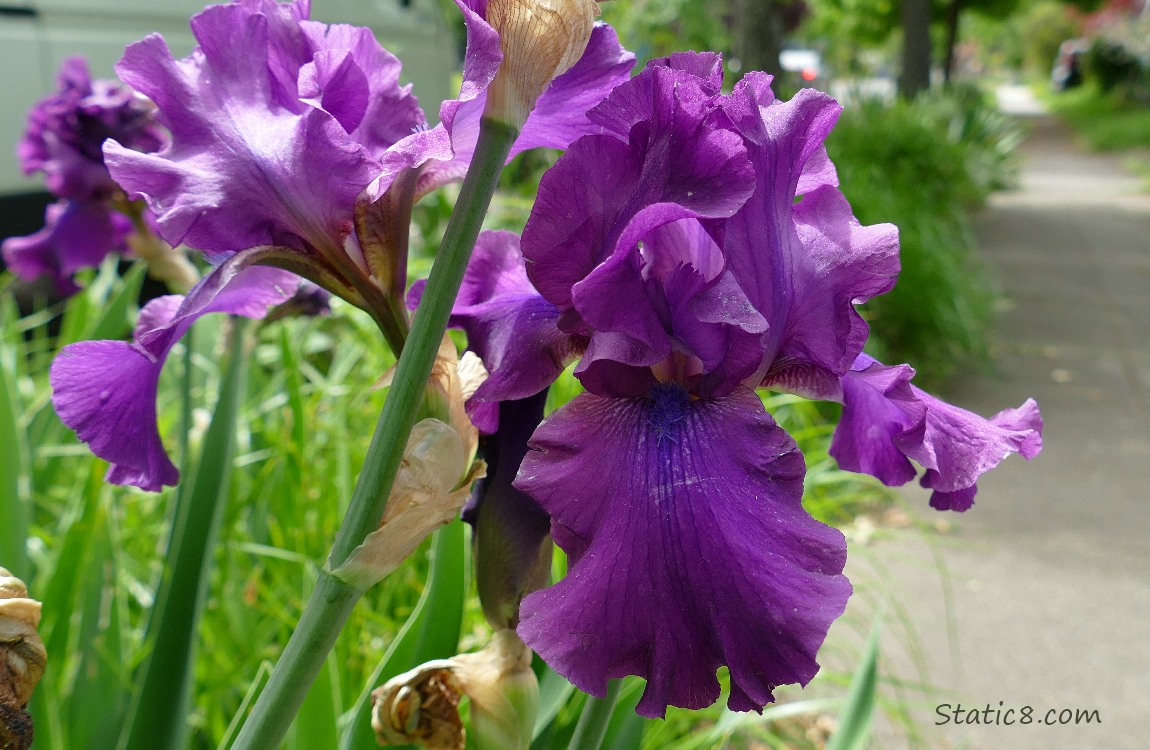 Purple Irises blooming near a sidewalk
