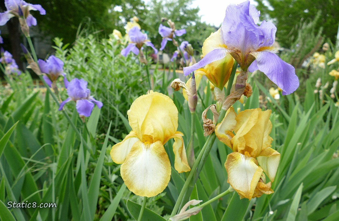 Yellow Iris blooms and purple Iris blooms