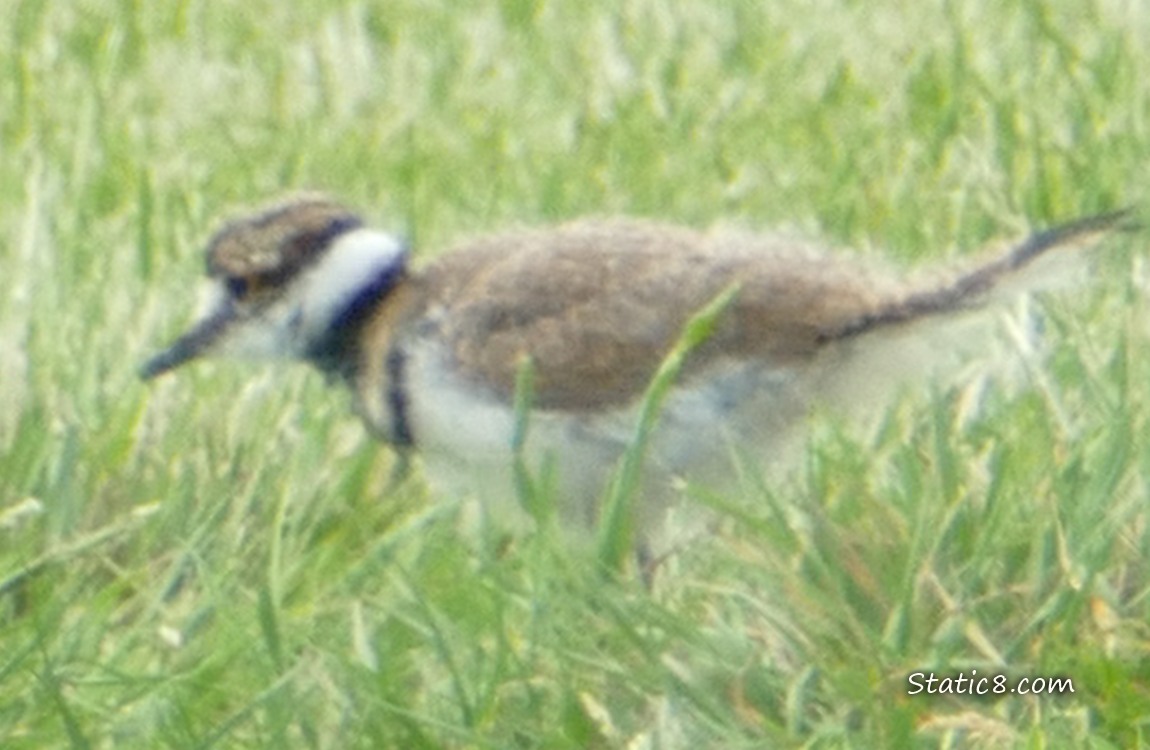 Killdeer baby walking in the grass